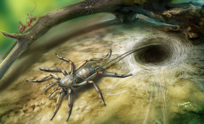 Το ζώο έχει σαφή χαρακτηριστικά αράχνης (π.χ. όργανα στο πίσω μέρος για να δημιουργεί μεταξένιο ιστό), δόντια, τέσσερα πόδια, αλλά και μία μακριά ουρά, κάτι που δεν έχει καμία σημερινή αράχνη. Καλλιτεχνική απεικόνιση: Dinghua Yang.
