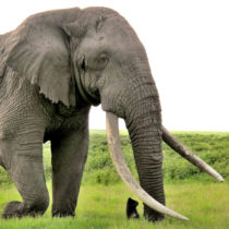 Φως στο DNA των ελεφάντων