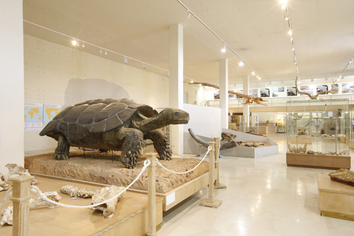 Γενική άποψη του Μουσείου Παλαιοντολογίας και Γεωλογίας (φωτ.: ΑΠΕ-ΜΠΕ / Βασίλης Καρακίτσιος).