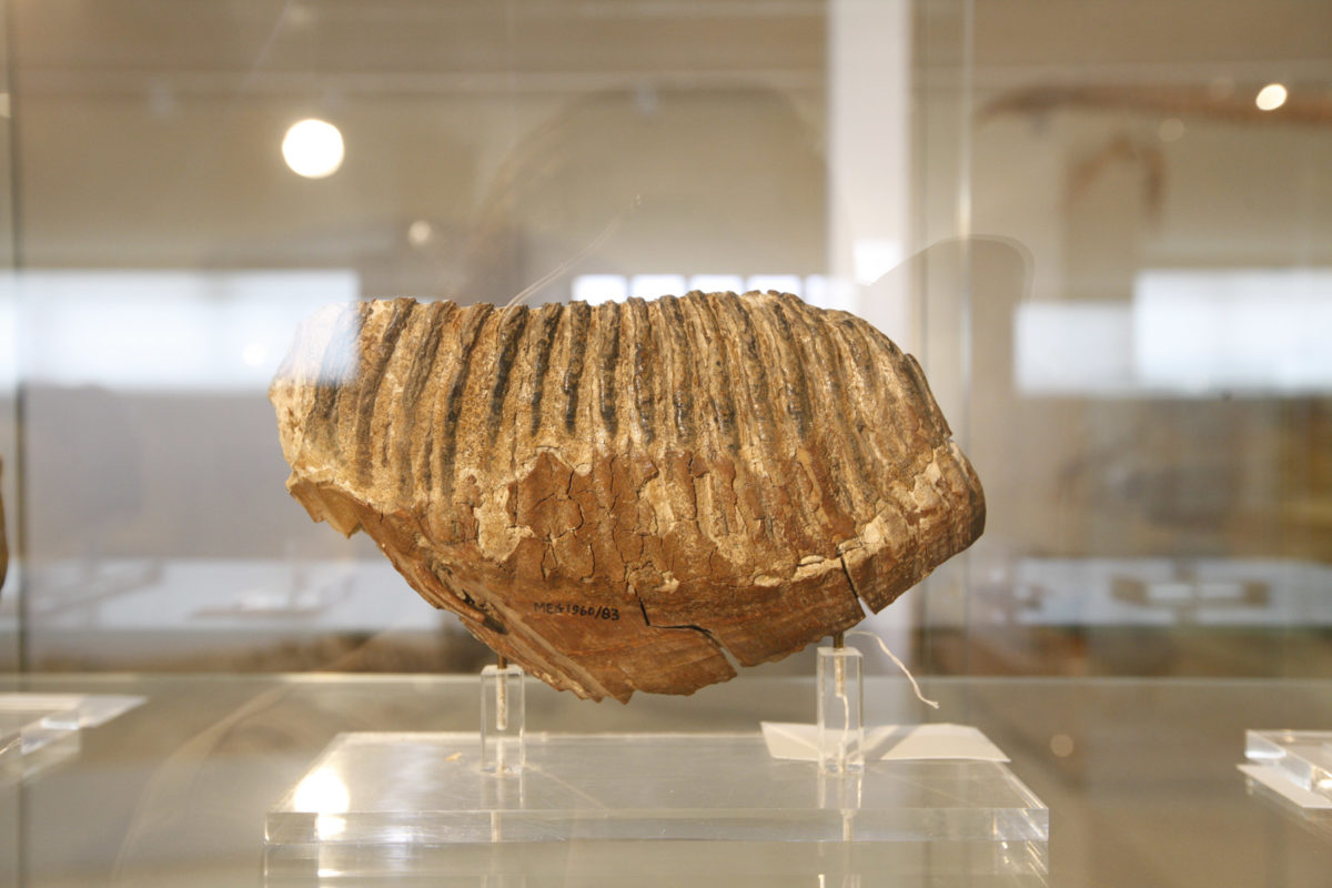 Απολιθωμένο δόντι ελέφαντα (φωτ.: ΑΠΕ-ΜΠΕ / Βασίλης Καρακίτσιος).