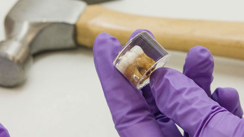 Ανακαλύφθηκε μόλυβδος σε παιδικά δόντια Νεάντερταλ!