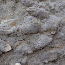 Δεκάδες πατημασιές δεινοσαύρων αποκαλύφθηκαν στη Βρετανία