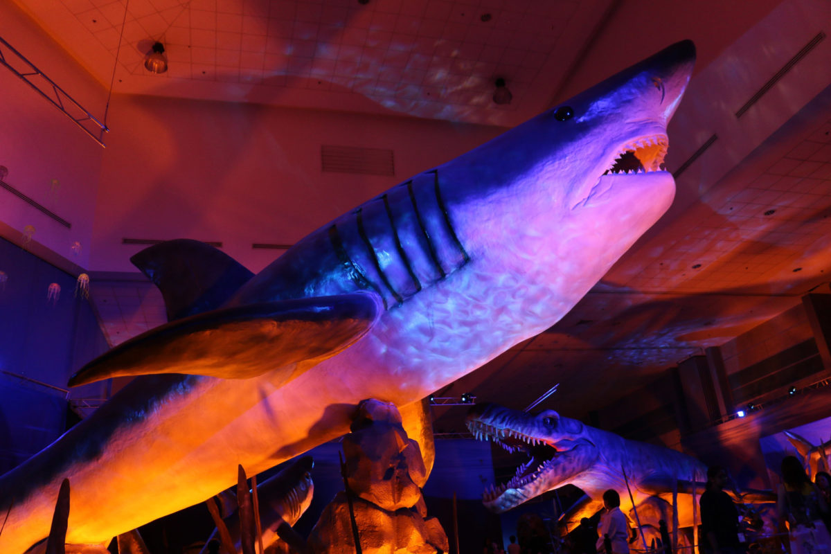 Από την έκθεση «Δεινόσαυροι και τέρατα των θαλασσών» που θα φιλοξενηθεί στον «Ελληνικό Κόσμο».