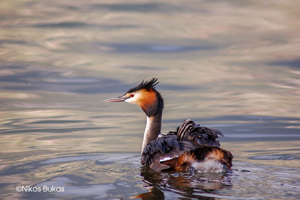 «Οι άνθρωποι και η λίμνη 20.000 χρόνια πριν – Οι άνθρωποι και η λίμνη σήμερα»