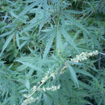 Κάπνιζαν τελετουργικά κάνναβη στην Κίνα πριν από τουλάχιστον 2.500 χρόνια