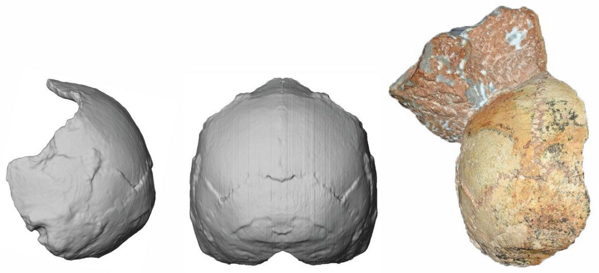 Δεξιά, το κρανίο Απήδημα 1, ηλικίας περίπου 210.000 ετών, και η ανάπλασή του. Φωτ.: Κατερίνα Χαρβάτη / Πανεπιστήμιο Tübingen.