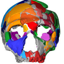 Στην Ελλάδα βρέθηκε το αρχαιότερο δείγμα Homo sapiens στην Ευρασία