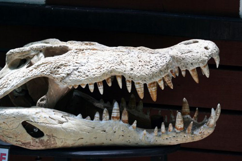 Φυτοφάγοι κροκόδειλοι στη Μεσοζωική Εποχή