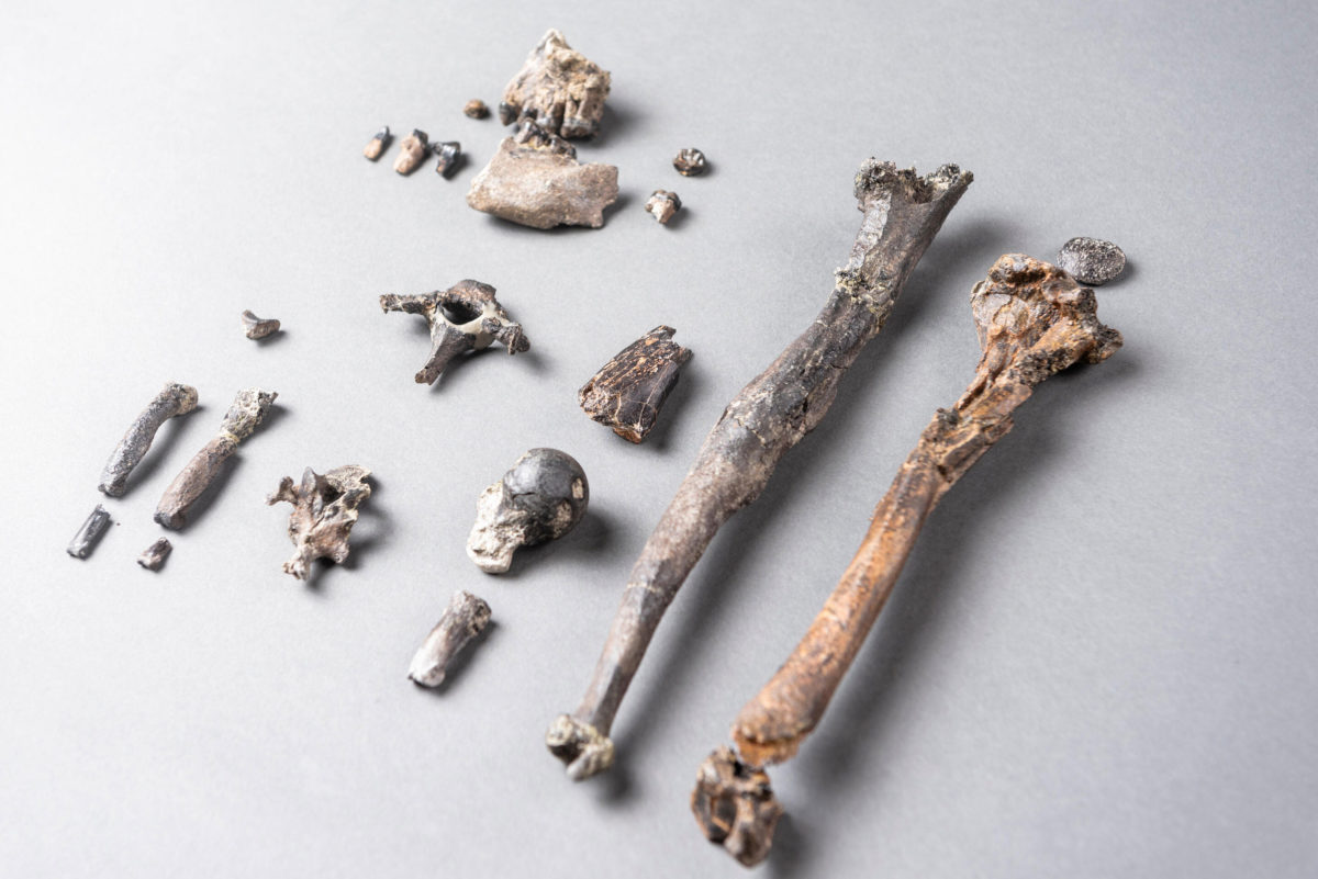 Απολιθωμένα οστά Δανούβιου, ενός πιθήκου ηλικίας 11,62 εκατομμυρίων ετών (φωτ.: Christoph Jäckle).