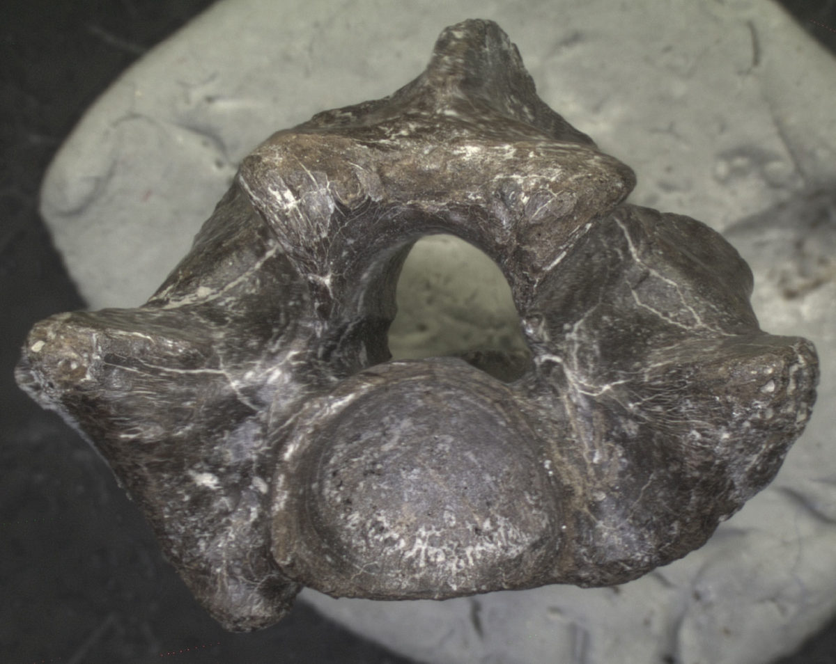 Απολιθωμένος σπόνδυλος κόμπρας από την περιοχή Μαραμένα Σερρών (φωτ.: Γ. Γεωργαλής).