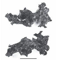 Σε γυαλί μετατράπηκε ο εγκέφαλος θύματος της έκρηξης του Βεζούβιου