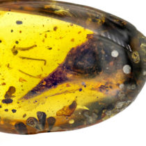 Βρέθηκε σε κεχριμπάρι κρανίο μίνι δεινόσαυρου