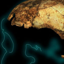 Το αρχαιότερο κρανίο «Όρθιου Ανθρώπου»