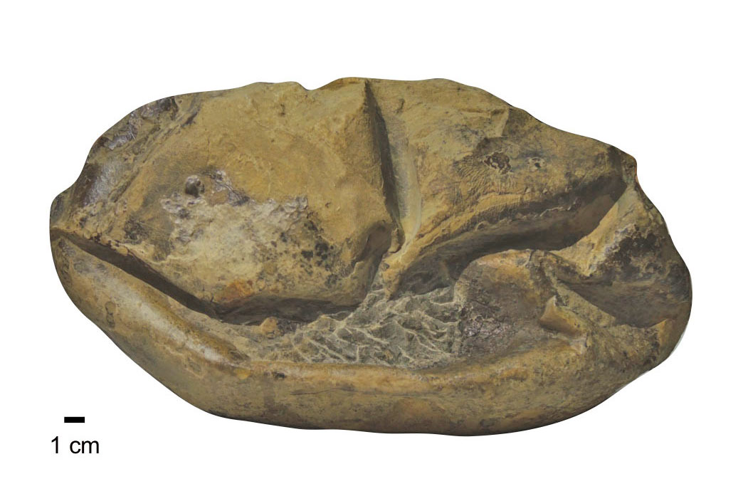 Περισσότερο φως στην εξέλιξη των αυγών