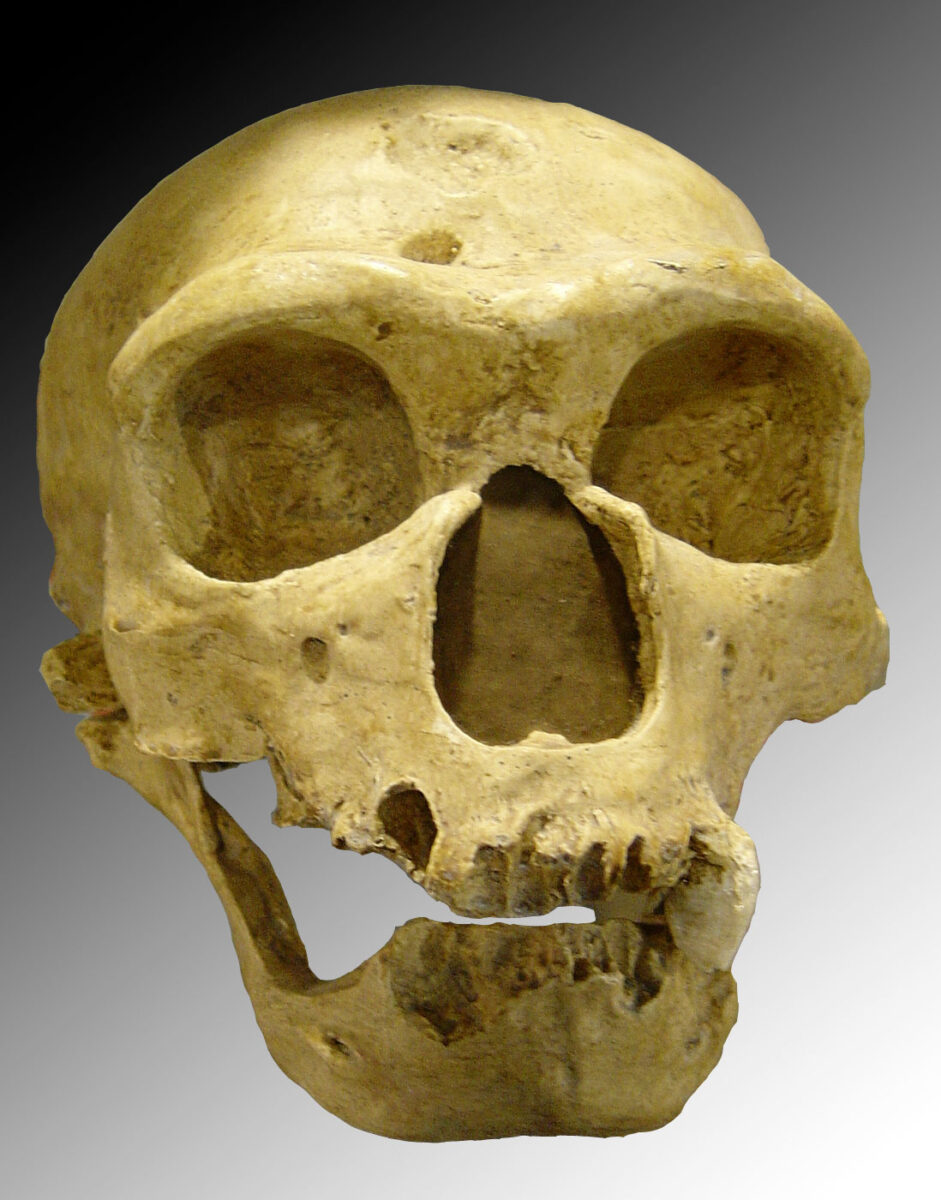 Κρανίο Νεάντερταλ (φωτ.: Βικιπαίδεια).