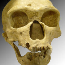 Covid-19: «Κληρονομιά» από τους Νεάντερταλ αυξάνει τον κίνδυνο