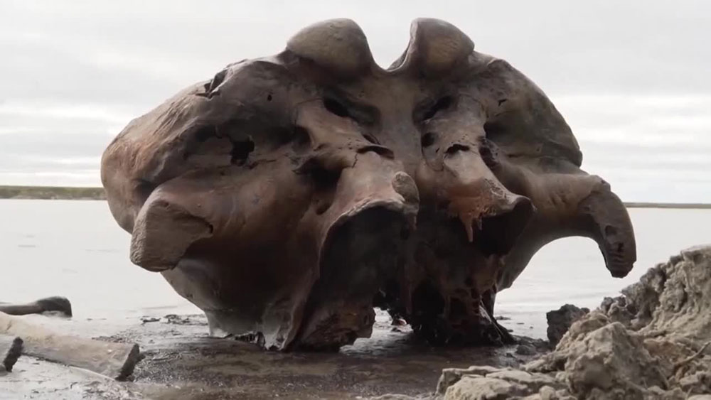 Τα λείψανα μαμούθ εντοπίστηκαν σε λίμνη στη Σιβηρία