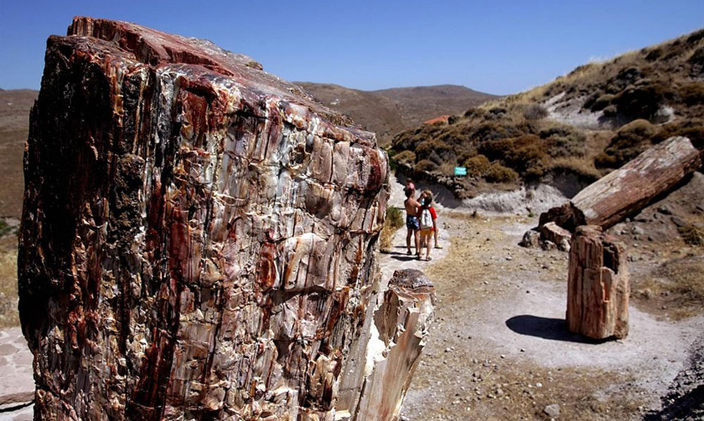 Περιήγηση και επιστημονική ενημέρωση στο Απολιθωμένο Δάσος Λέσβου