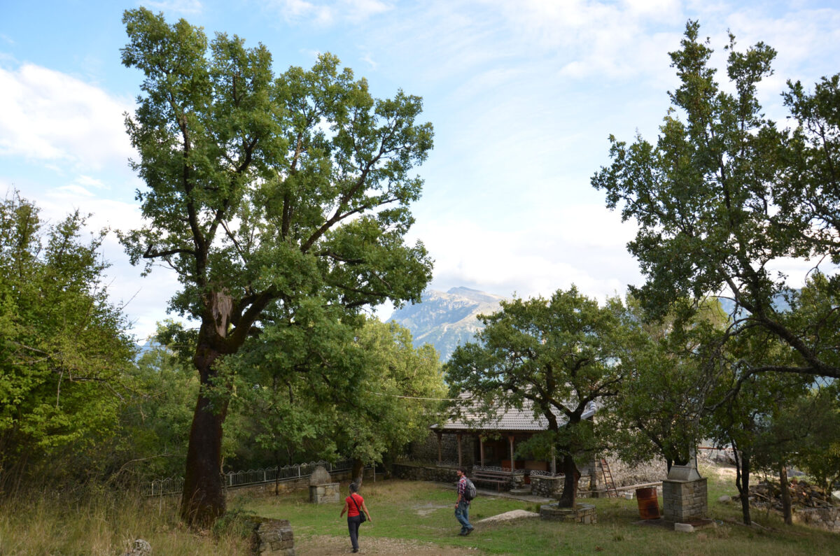 Στο δάσος της Παναγίας στο Μάζι (φωτ.: Καλλιόπη Στάρα).