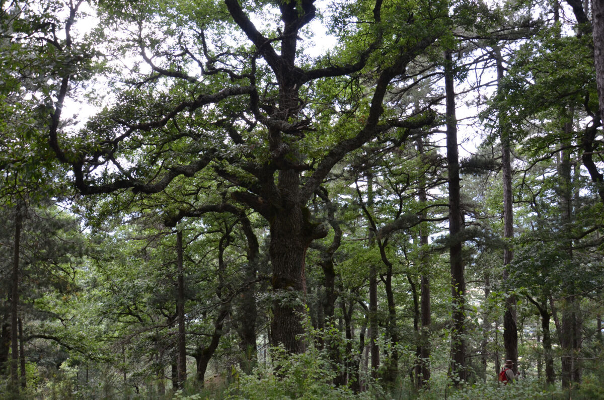 Παλιοσέλι: δάσος με μαυρόπευκα (φωτ.: Καλλιόπη Στάρα).