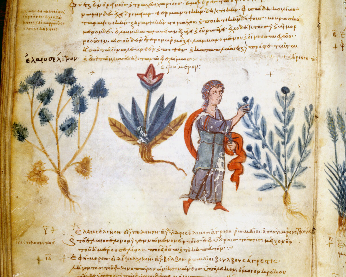 Από τον Κώδικα Ωμέγα 75 του Διοσκουρίδη (φωτ.: ΑΠΕ-ΜΠΕ / Πατριαρχικό Ίδρυμα Πατερικών Μελετών).