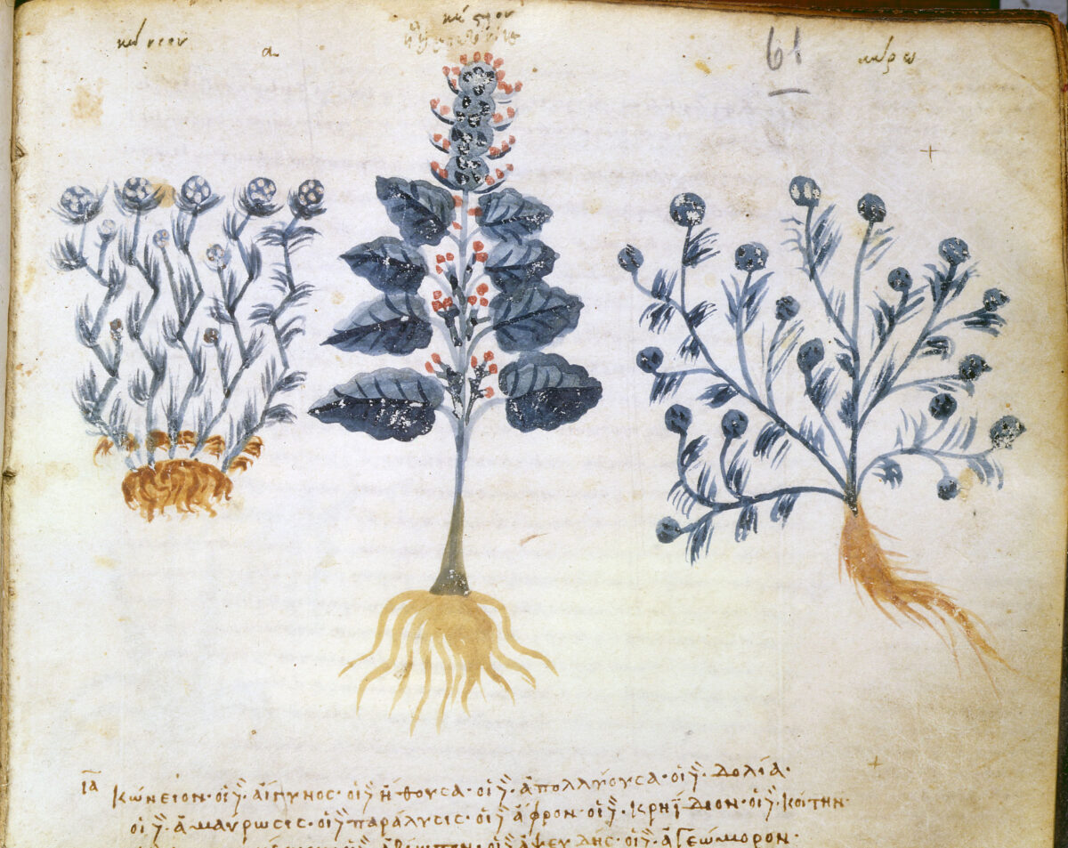 Από τον Κώδικα Ωμέγα 75 του Διοσκουρίδη (φωτ.: ΑΠΕ-ΜΠΕ / Πατριαρχικό Ίδρυμα Πατερικών Μελετών).