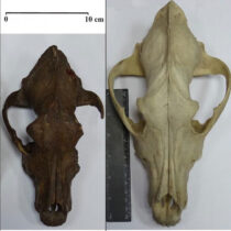 Το αρχαίο DNA ρίχνει φως στην προϊστορία των σκύλων