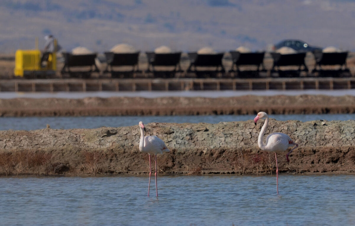 Φλαμίνγκο στον υγροβιότοπο Καλλονής (φωτ.: Μουσείο Φυσικής Ιστορίας Απολιθωμένου Δάσους Λέσβου).