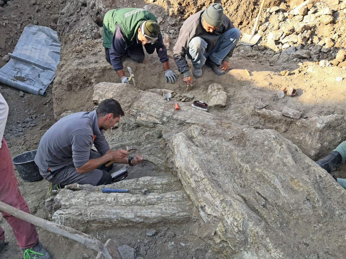 Απολιθωμένος κορμός κοντά στο Σίγρι (φωτ.: ΑΠΕ-ΜΠΕ).