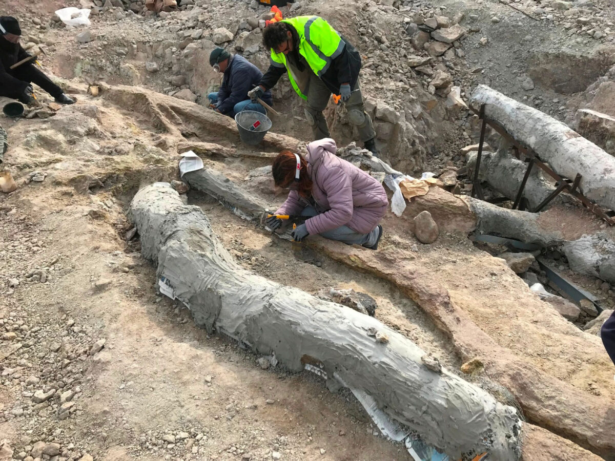 Το απολιθωμένο δέντρο ήρθε στο φως κατά τη διάρκεια σωστικών ανασκαφών που πραγματοποιούνται κατά μήκος του οδικού άξονα Καλλονής – Σιγρίου.