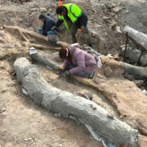 Αποκαλύφθηκε εντυπωσιακό απολιθωμένο δέντρο με τα κλαδιά του