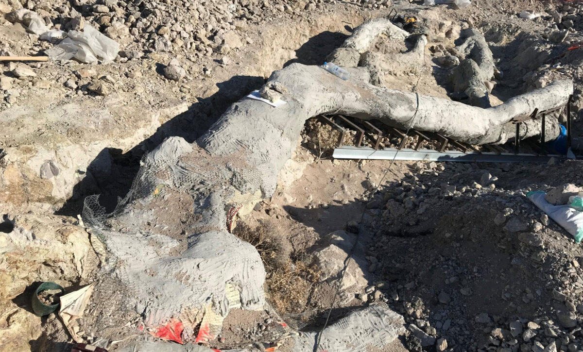 Το απολιθωμένο δέντρο ήρθε στο φως κατά τη διάρκεια σωστικών ανασκαφών που πραγματοποιούνται κατά μήκος του οδικού άξονα Καλλονής – Σιγρίου.