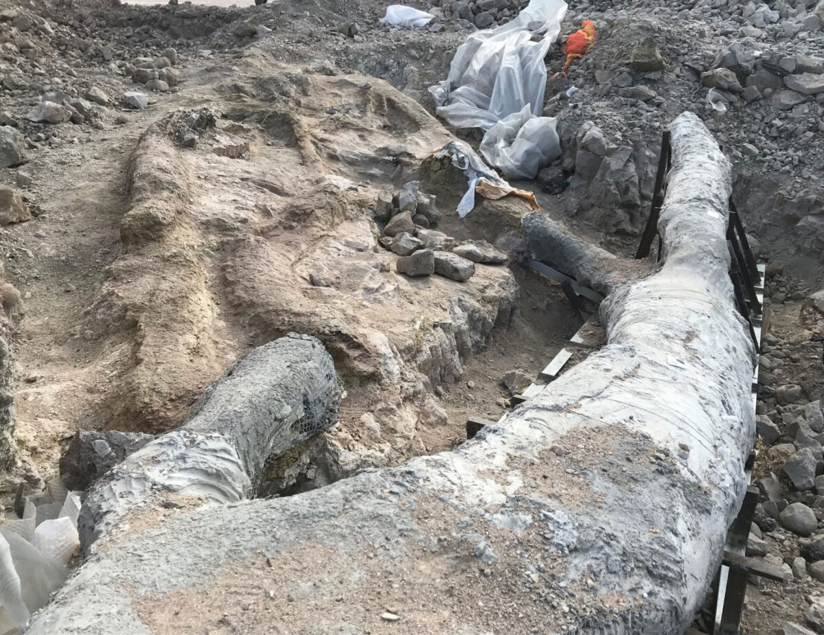 Το απολιθωμένο δέντρο ήρθε στο φως κατά τη διάρκεια σωστικών ανασκαφών που πραγματοποιούνται κατά μήκος του οδικού άξονα Καλλονής – Σιγρίου.