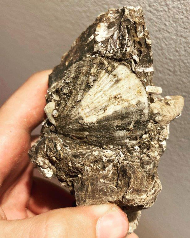 Κως: Μουσείο σπάνιων απολιθωμάτων και πετρωμάτων από 19χρονο φοιτητή