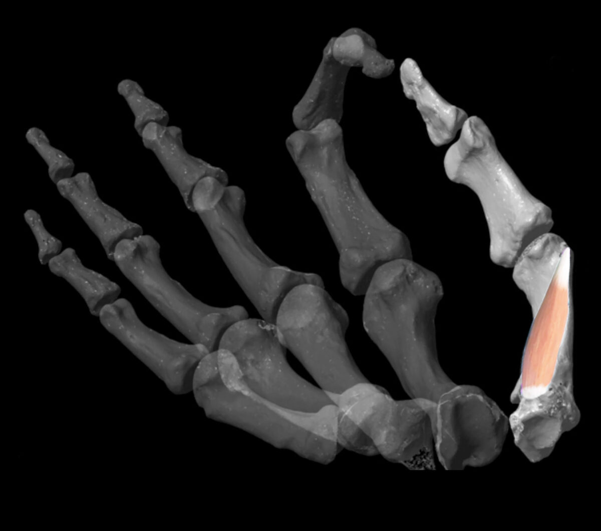 Άποψη του ψηφιακού μοντέλου που ανέπτυξαν οι ερευνητές για τον υπολογισμό της δεξιότητας του αντίχειρα σε απολιθωμένα είδη του Ανθρώπου (φωτ.: Berthold Steinhilber / Πανεπιστήμιο του Τίμπινγκεν).