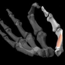 Η αυξημένη επιδεξιότητα του αντίχειρα και η εξέλιξη του ανθρώπου