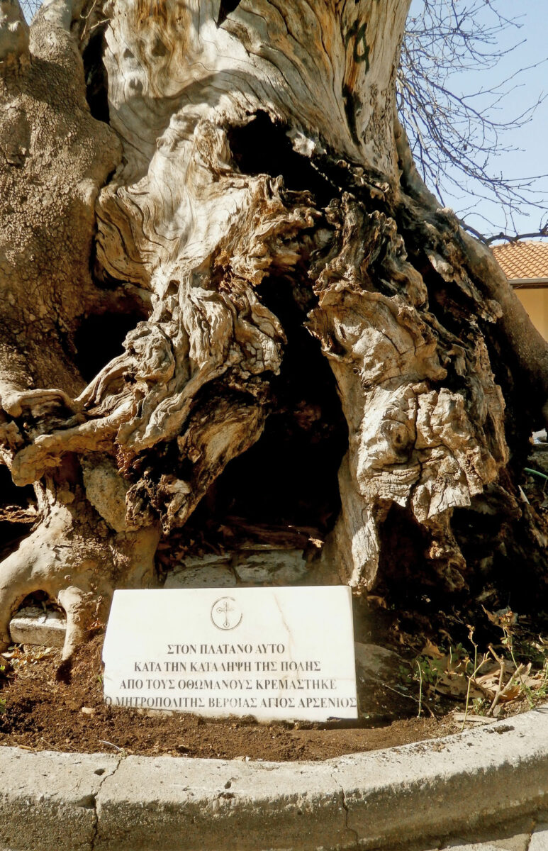 Πλατάνι, χαρακτηρισμένο ως Διατηρητέο Μνημείο της Φύσης, στην οδό Κεντρικής της Βέροιας,  απέναντι από την Παλαιά Μητρόπολη (φωτ.: Δήμος Βέροιας).