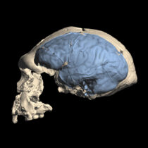 Οι πρόγονοι του ανθρώπου απέκτησαν σύγχρονο εγκέφαλο πιο πρόσφατα