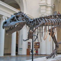 Περίπου 2,5 δισ. Τυραννόσαυροι περπάτησαν στη Γη