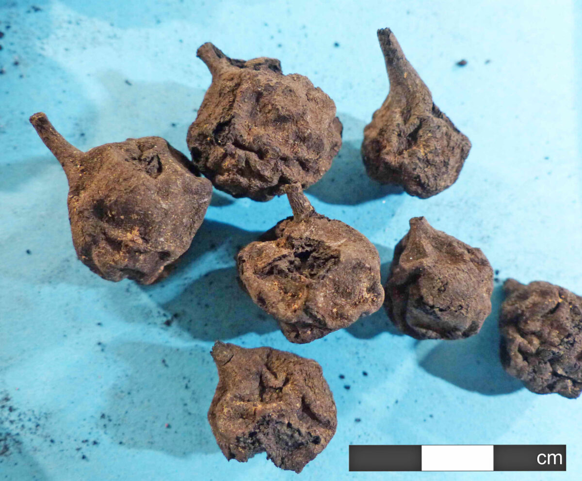 Καρποί άγριας αχλαδιάς που βρέθηκαν στο Ντικιλί Τας (φωτ.: ΑΠΕ-ΜΠΕ / Σουλτάνα-Μαρία Βαλαμώτη).
