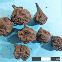 Ένα ποτηράκι κρασί από τα… νεολιθικά χρόνια