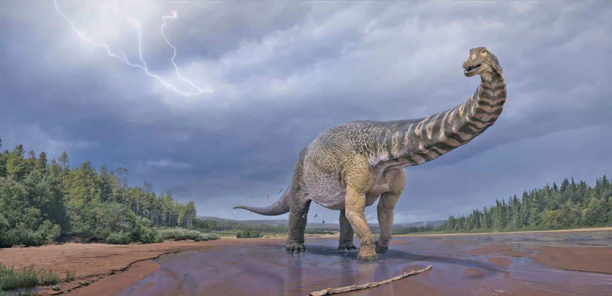 Καλλιτεχνική απεικόνιση του δεινόσαυρου Australotitan cooperensis. Πηγή εικόνας: Eromanga Natural History Museum / Vlad Konstantinov.