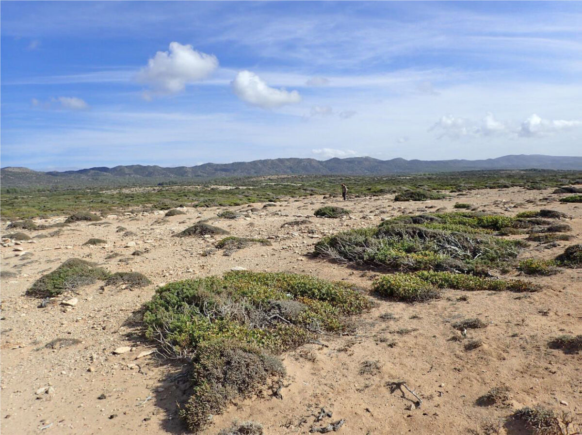 Επιφανειακές επισκοπήσεις για τον εντοπισμό πλειστοκαινικών αρχαιολογικών καταλοίπων στο πλαίσιο του ερευνητικού προγράμματος PLEICY (φωτ.: Τμήμα Αρχαιοτήτων Κύπρου).