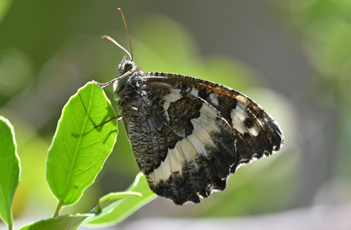 Οι δράσεις περιλαμβάνουν παρατήρηση πουλιών, πεταλούδων, ζουζουνιών και φυσικά φυτικών και ζωικών απολιθωμάτων και πετρωμάτων της Λέσβου (φωτ.: Μουσείο Φυσικής Ιστορίας Απολιθωμένου Δάσους Λέσβου).