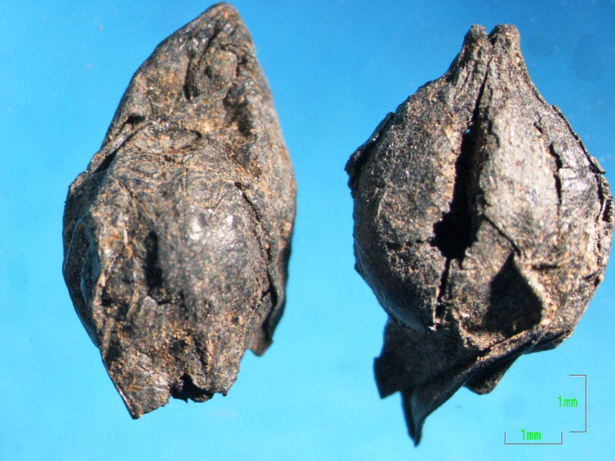 Χιλιάδες γίγαρτα και στέμφυλα βρέθηκαν σε ένα σπίτι στο Ντικιλί Τας (φωτ.: ΑΠΕ-ΜΠΕ / Σουλτάνα-Μαρία Βαλαμώτη).