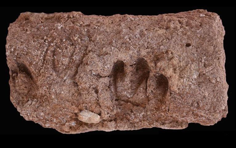 Οι κατσίκες εξημερώθηκαν στο δυτικό Ιράν πριν από 10.000 χρόνια