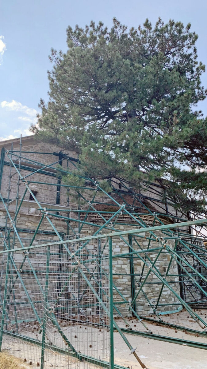 Το δέντρο στο Ιερό της Μεγάλης Παναγιάς (φωτ.: ΥΠΠΟΑ).