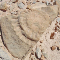 Απολιθωμένα λείψανα πτερόσαυρου στην έρημο Ατακάμα