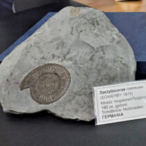 Μουσείο Απολιθωμάτων θα αποκτήσει το Ρέθυμνο