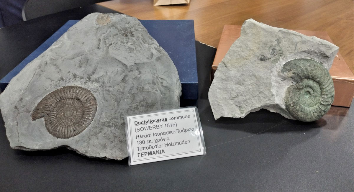 Μουσείο Απολιθωμάτων θα αποκτήσει το Ρέθυμνο